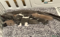 British Shorthair cats for sale: Beautiful health tested bsh kittens  - Image 2