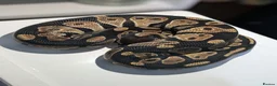 Python Snake reptiles for sale: Range of Royal Pythons - Advert 15