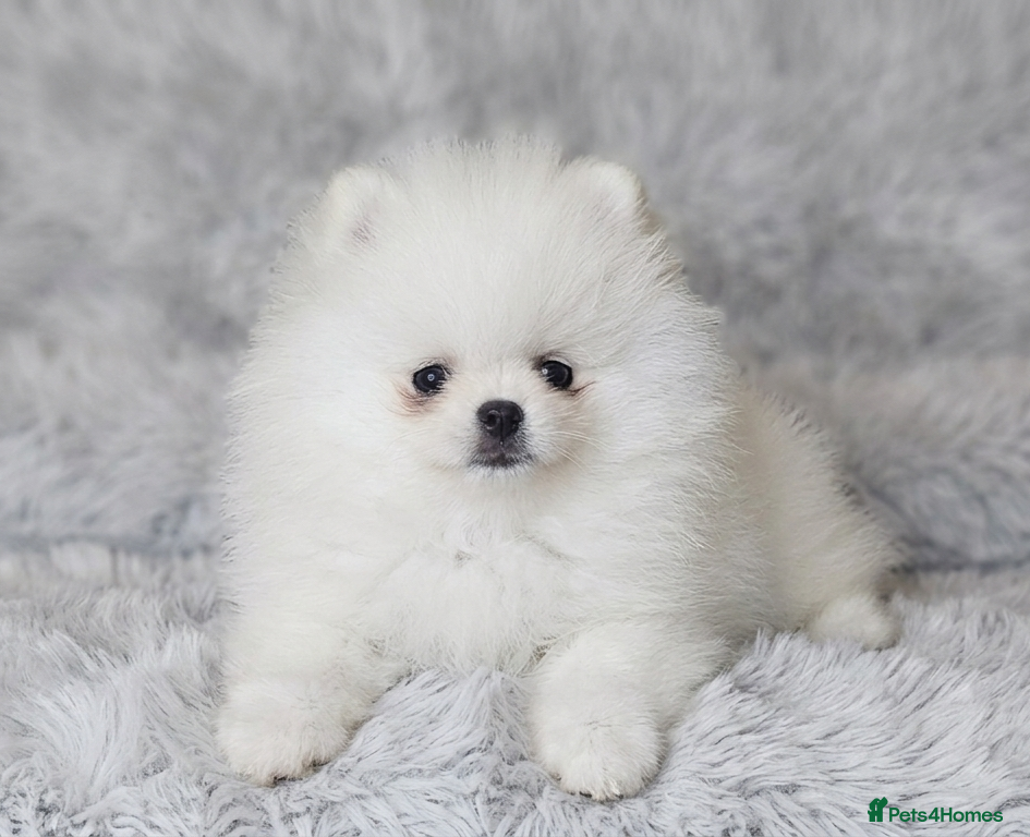 Pomeranian dogs Pomeranians - Advert 1