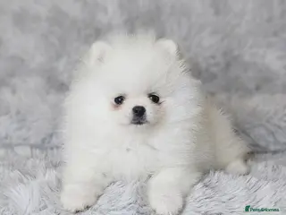 Pomeranian dogs Pomeranians - Advert 1