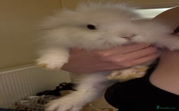 Lionhead rabbits for sale: Baby Lion head and Rex for sale!  - Image 11