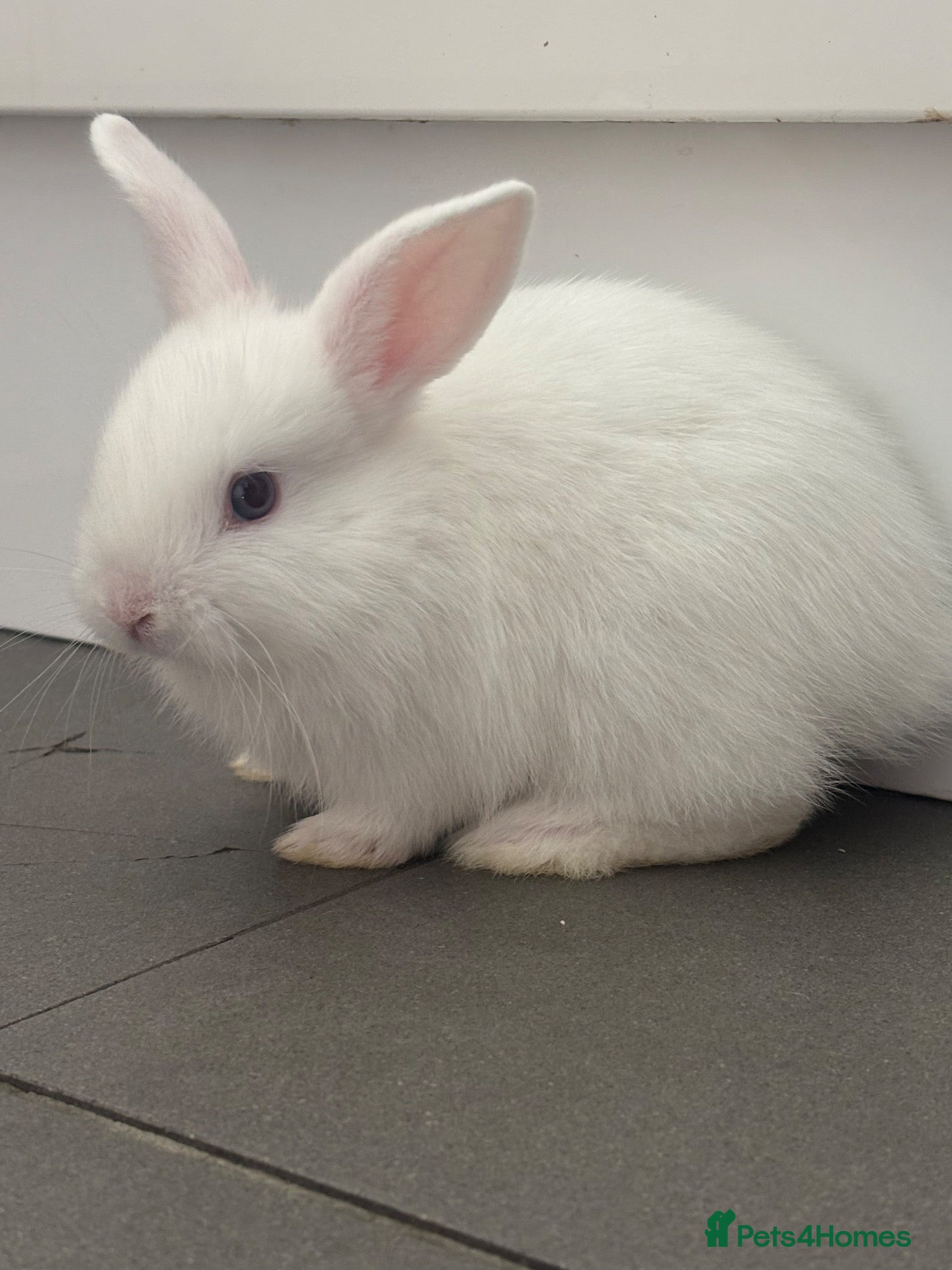 Mixed Breed rabbits Gorgeous Dwarf Netherland cross Mini Lop Bunnies - Advert 2