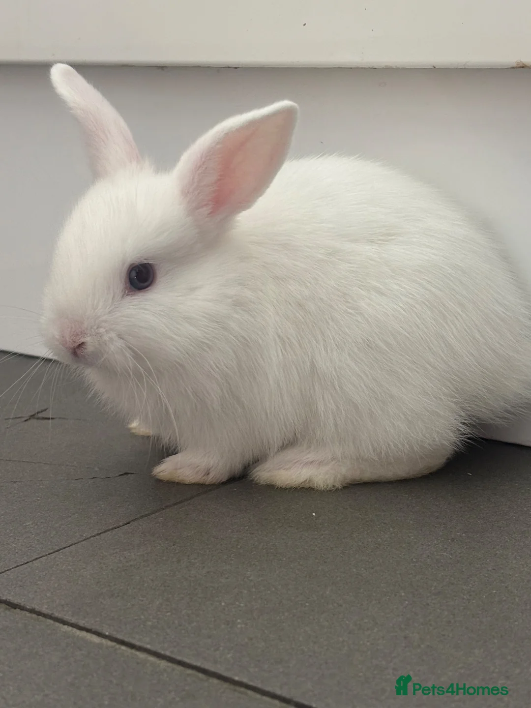 Mixed Breed rabbits for sale: Gorgeous Dwarf Netherland cross Mini Lop Bunnies in Bromley - Advert 2