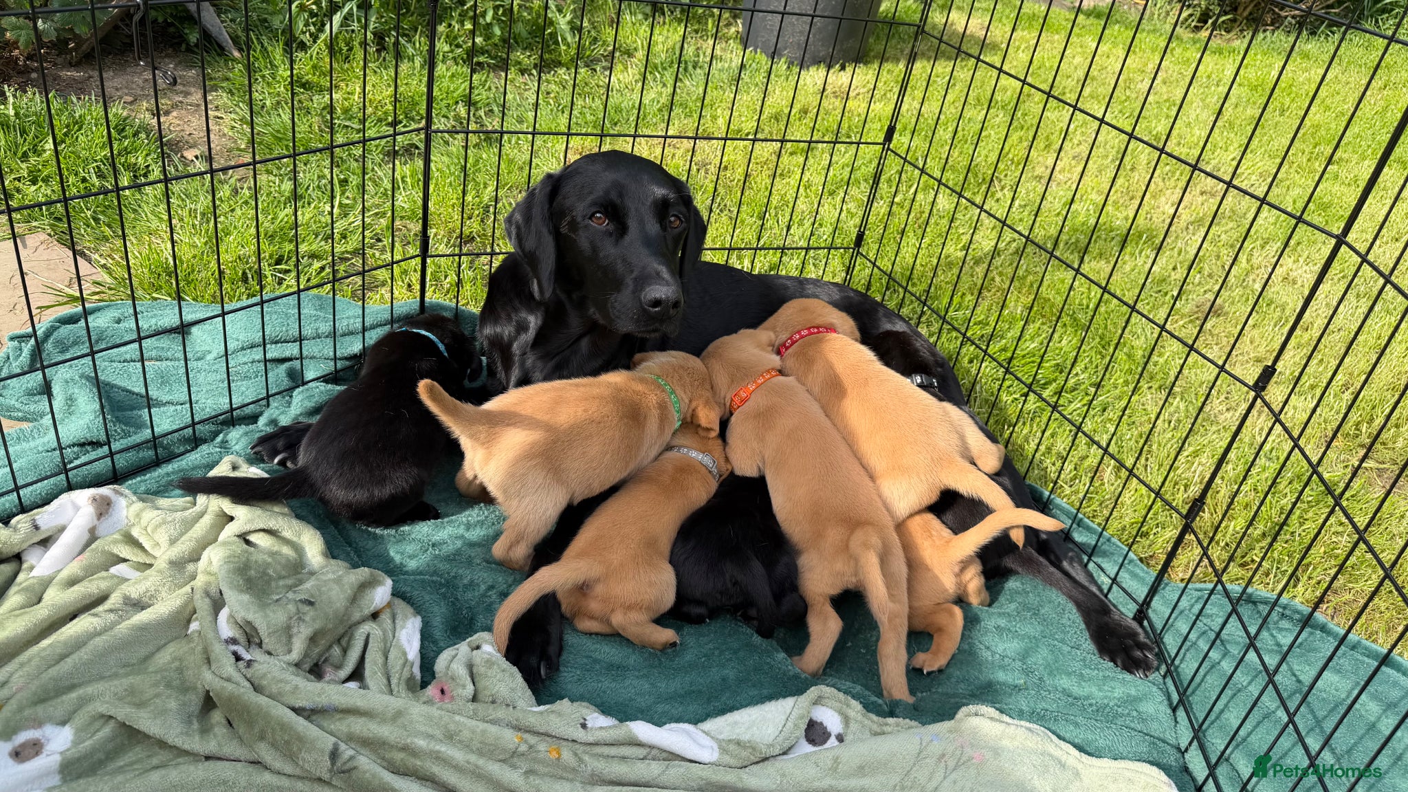 Labrador Retriever dogs for sale: Fox Red Working Labrador Puppies - Advert 9