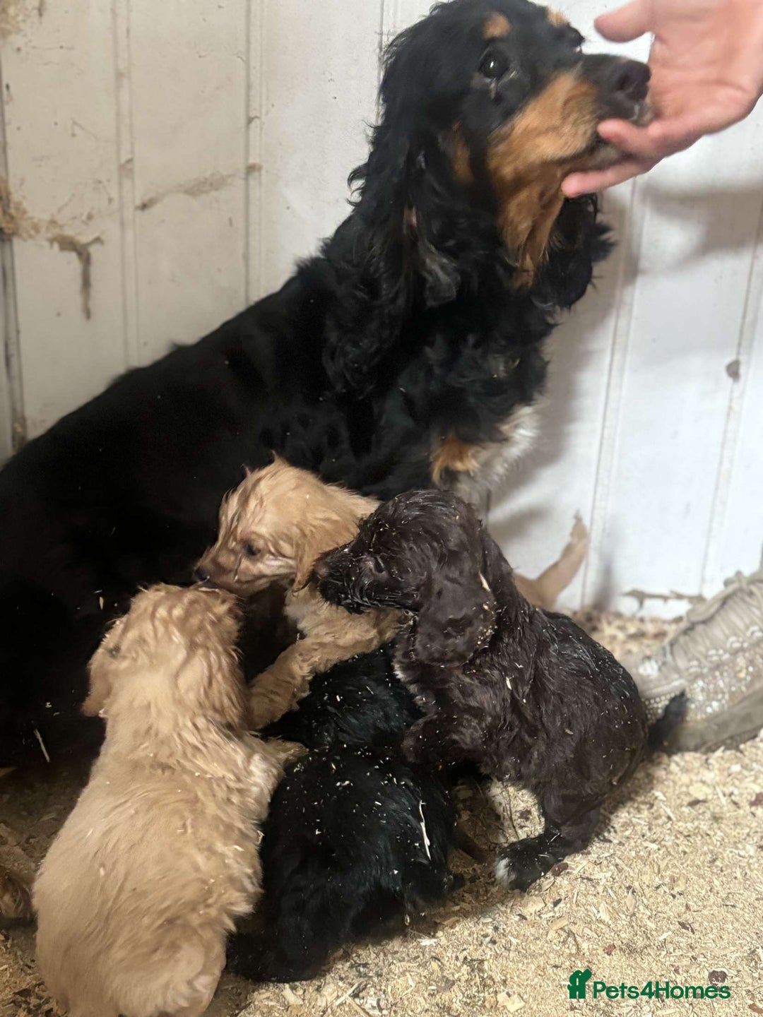 Cockapoo dogs for sale: Cockerpoo pups  - Image 6