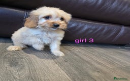 Cockapoo dogs for sale: Adorable cockapoo pups ready to go 🐶 - Image 15