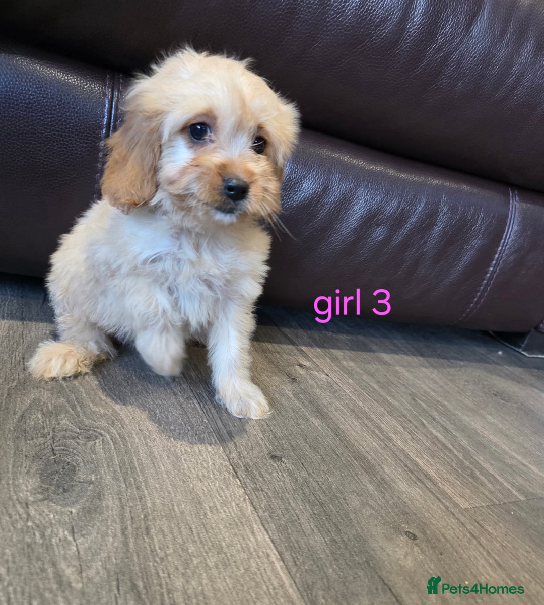 Cockapoo dogs for sale: Adorable cockapoo pups ready to go 🐶 - Image 15