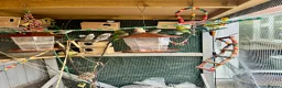 Budgerigars birds for sale: Colourful Budgies – Males & Females – £35 Each in Chelmsford - Advert 8