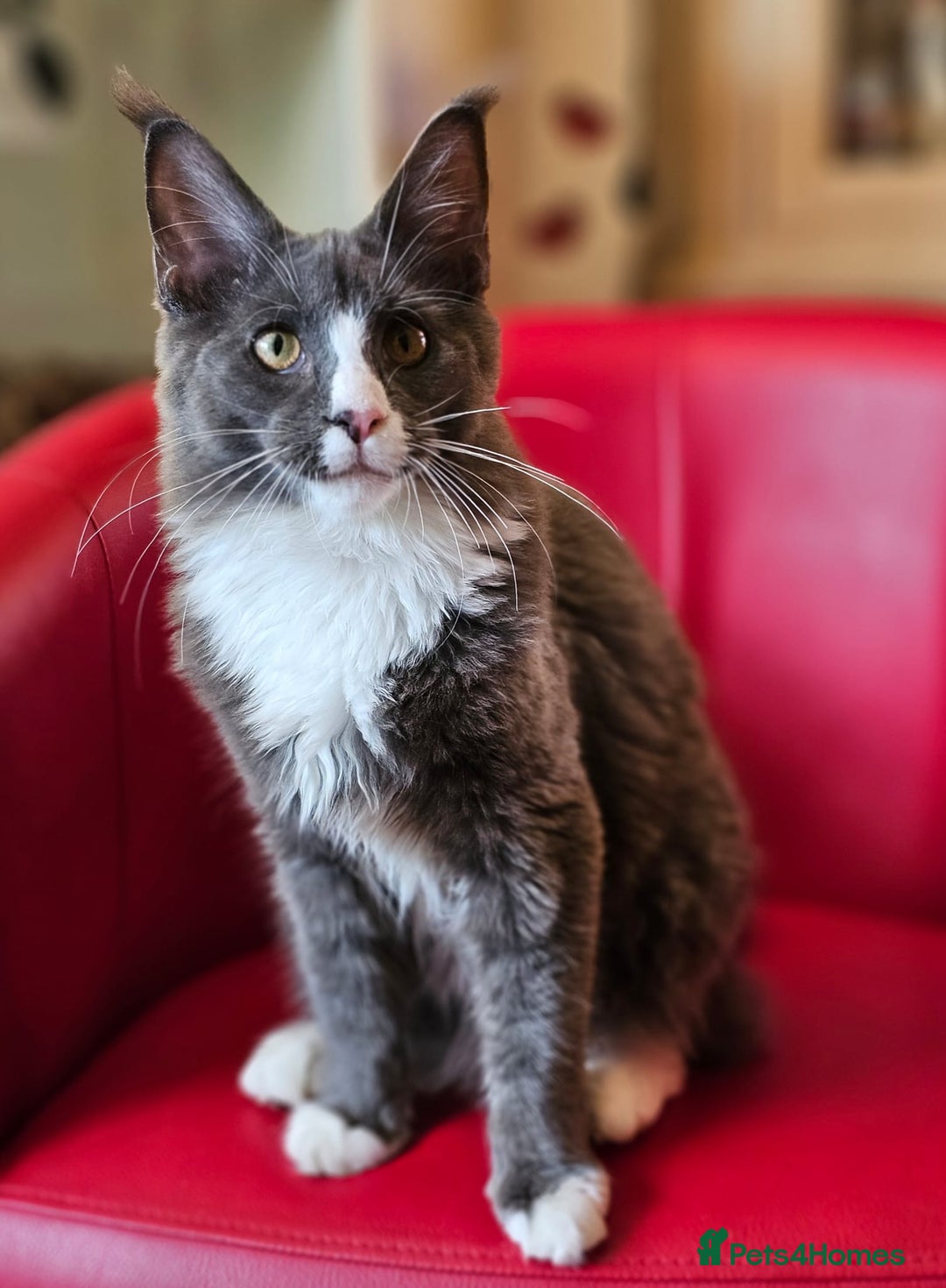 Maine Coon cats for sale: Pure breed Maine Coon kittens  in Northampton - Image 4