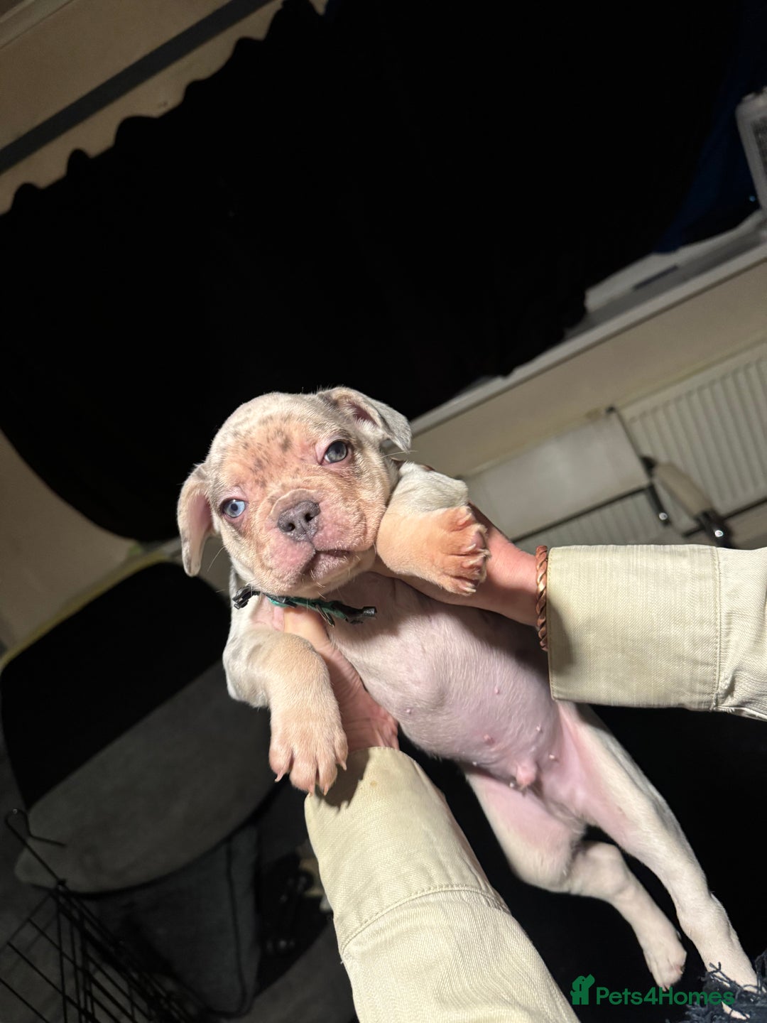 French Bulldog dogs for sale: 🐶 Stunning Merle Lilac Fawn French Bulldogs - Advert 27