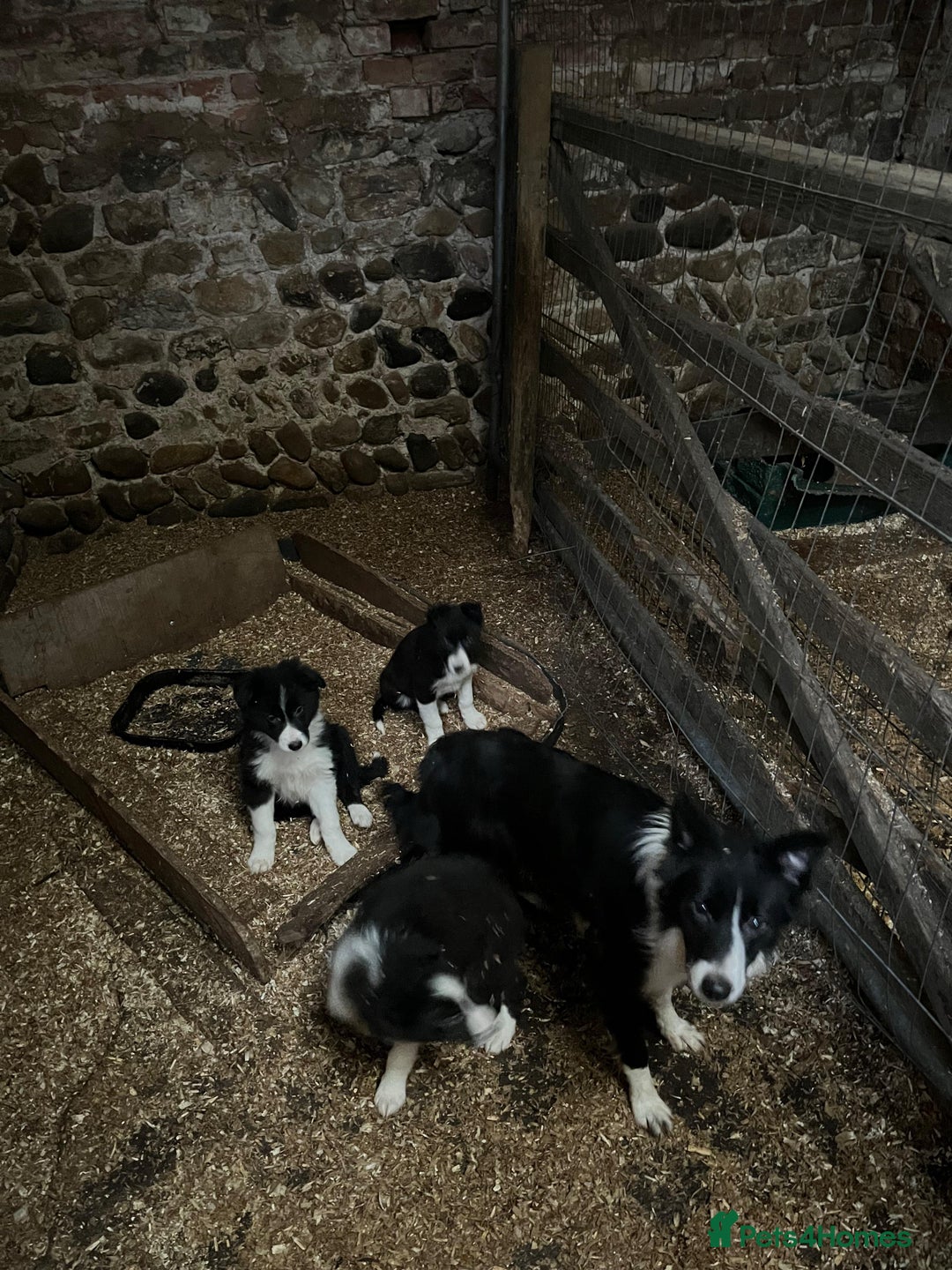 Border Collie dogs for sale: Border Collie Puppies 12 weeks old - Image 5