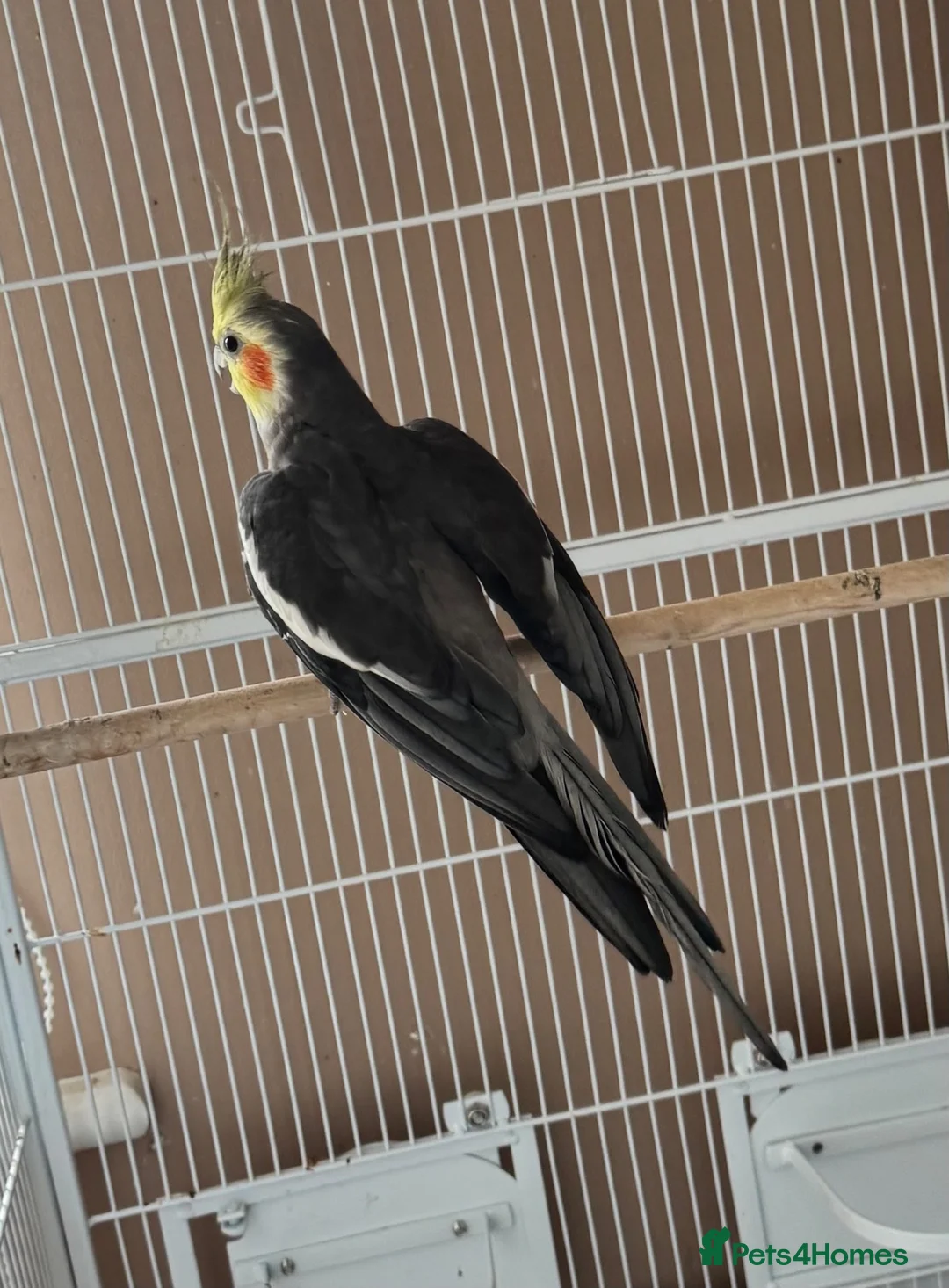 Cockatiels birds for sale: Male cockatiel available around 3 years old  - Advert 2
