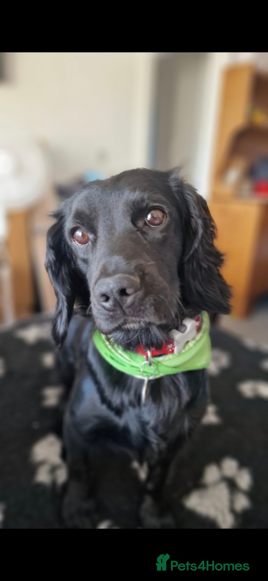 Cocker Spaniel dogs for sale: Cocker Spaniels - Image 1