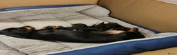 Miniature Dachshund dogs for sale: KC Miniature Black Tan Dachshund  in Bedford - Advert 4