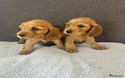 Cocker Spaniel dogs for sale: Beautiful Showtype cocker spaniels - Image 1