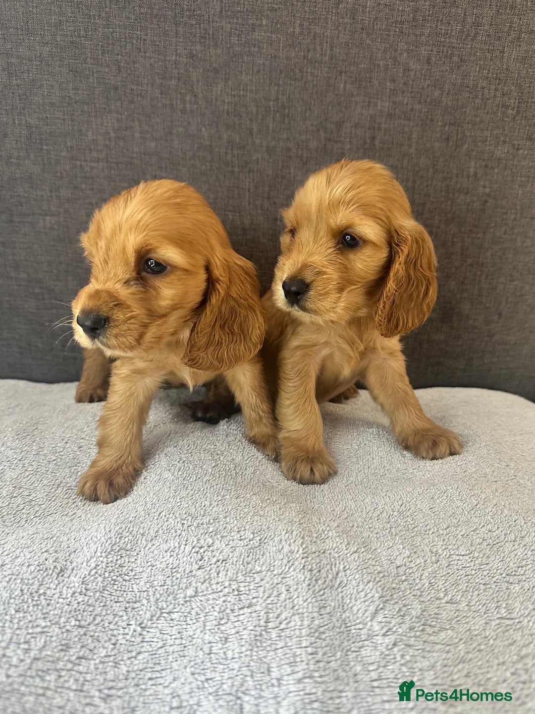 Cocker Spaniel dogs for sale: Beautiful Showtype cocker spaniels - Image 1