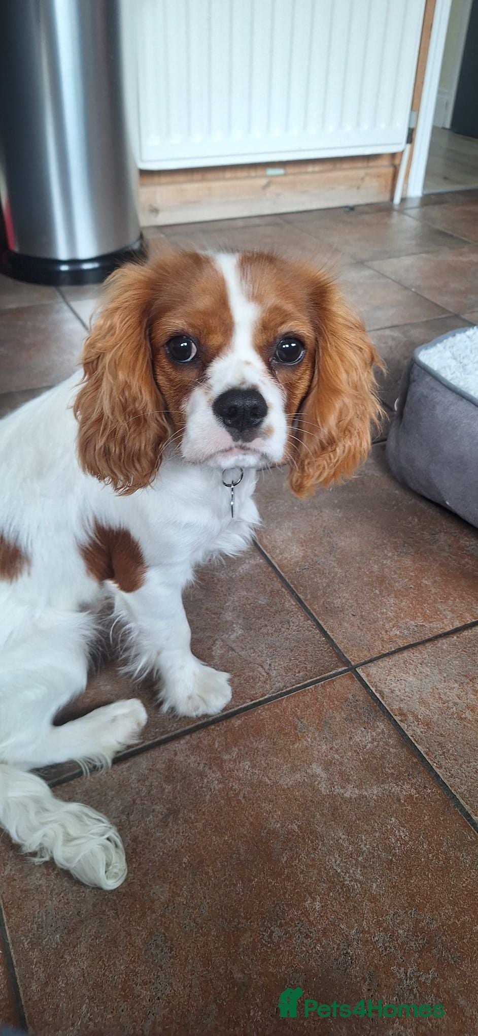 Cavalier King Charles Spaniel dogs 7 month old King Charles Cavalier  - Advert 1