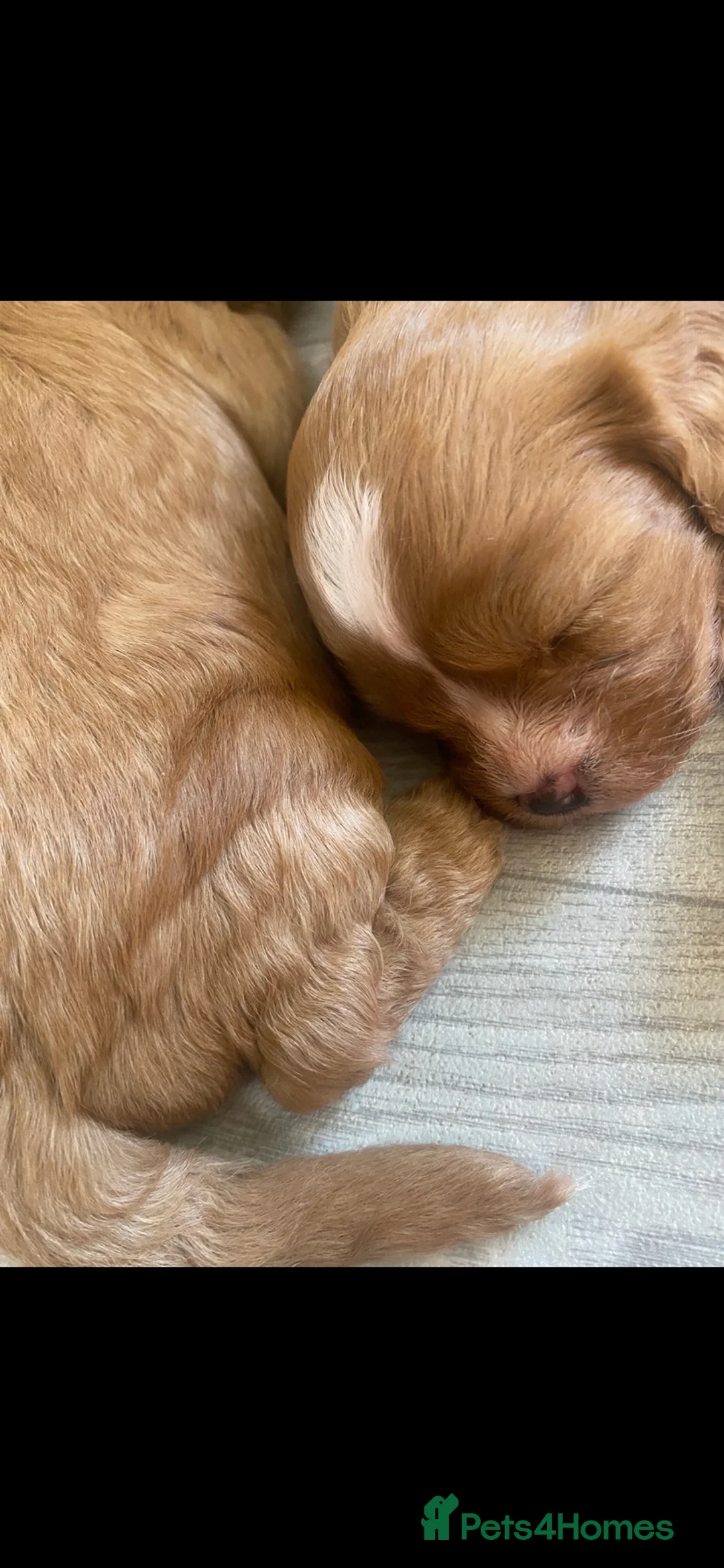 Cavapoo dogs for sale: Red Cavapoo babies - Advert 2