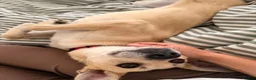 Mixed Breed dogs for adoption: ❤️ CARAMEL & ❤️STELLA – SISTERS IN MISFORTUNE - Advert 17