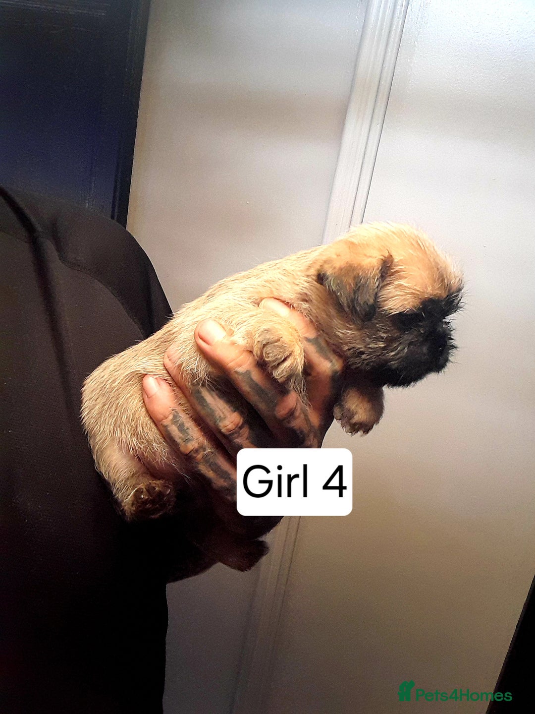 Mixed Breed dogs for sale: Pugzu puppies  - Image 9