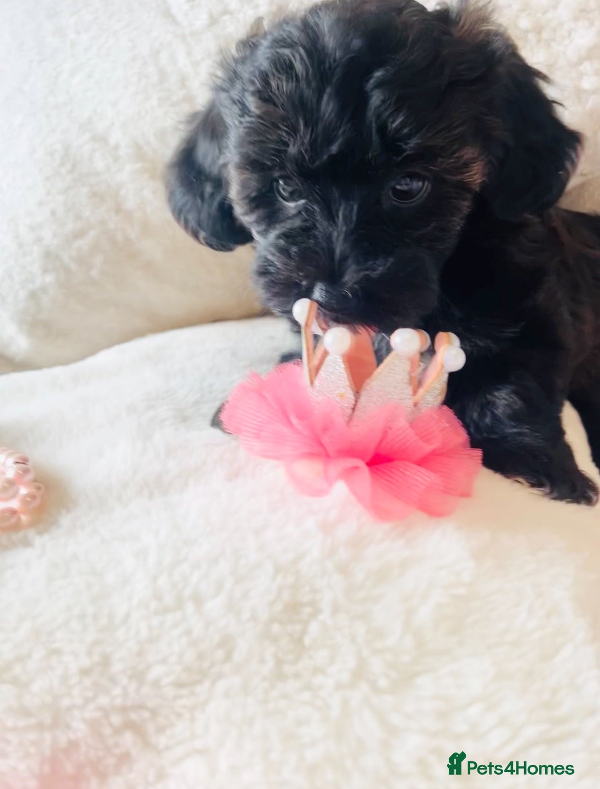 Maltipoo dogs Stunning F1 Toy Maltipoo Puppies - Boy & Girl - Advert 2