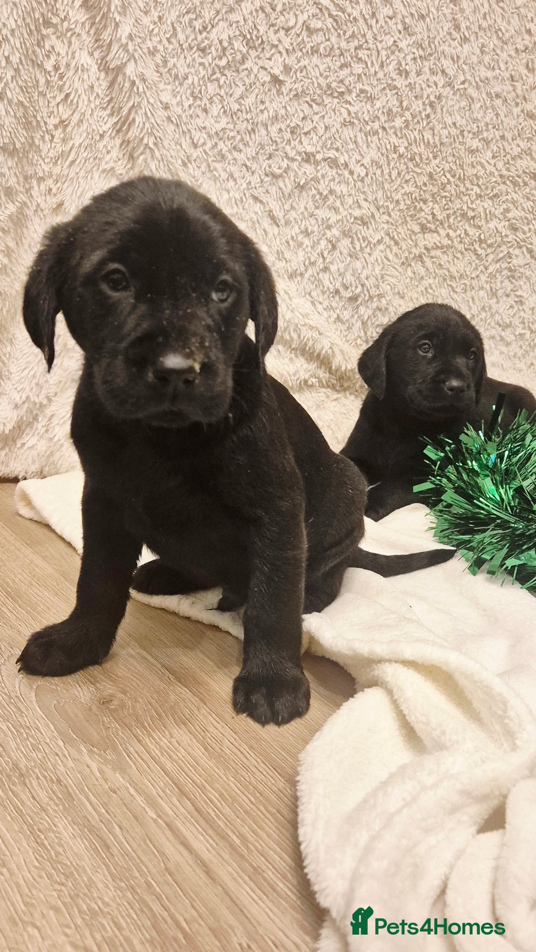 Labrador Retriever dogs for sale: Black labrador puppies  - Advert 3