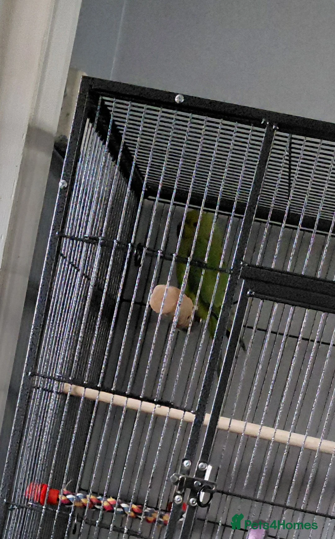 Ringnecks birds for sale: Ringneck parakeet  - Advert 2