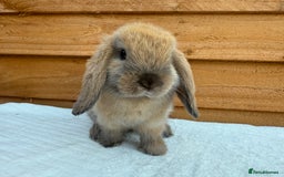 Mini Lop rabbits for sale: Reserved *sooty fawn *ready to leave mini lop  - Image 3