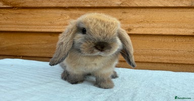 Mini Lop rabbits - Advert 13