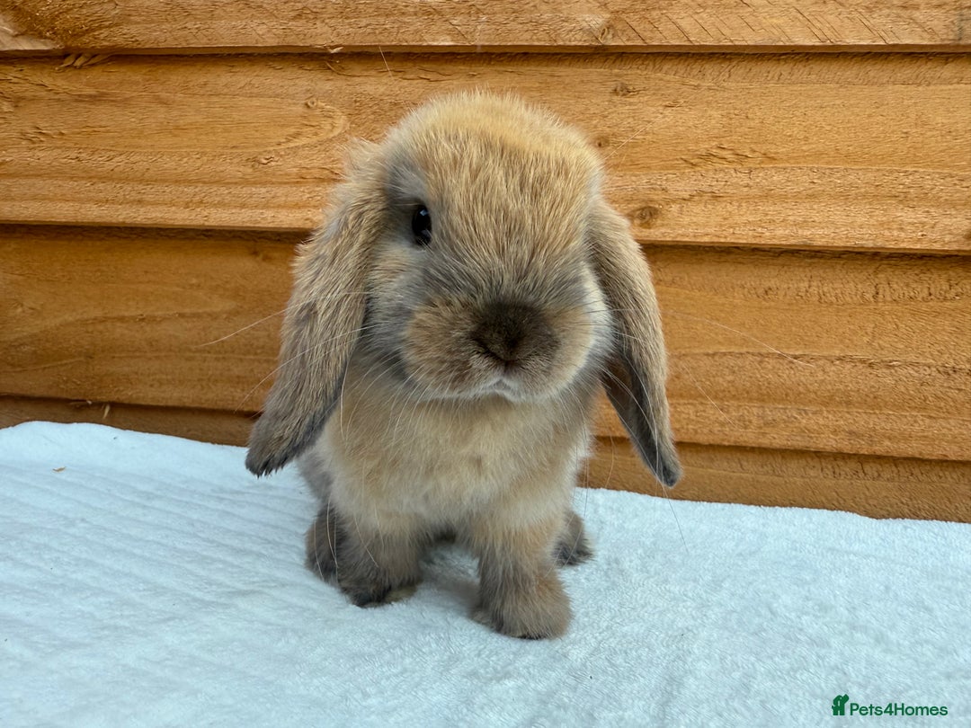 Mini Lop rabbits for sale: Reserved *sooty fawn *ready to leave mini lop  - Image 3