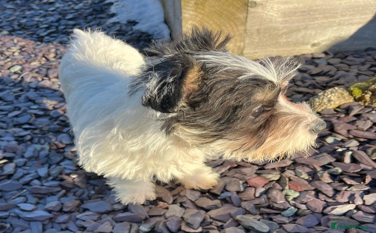 Jack Russell dogs Farm bred rough coated Jack Russell boy for sale - Advert 15