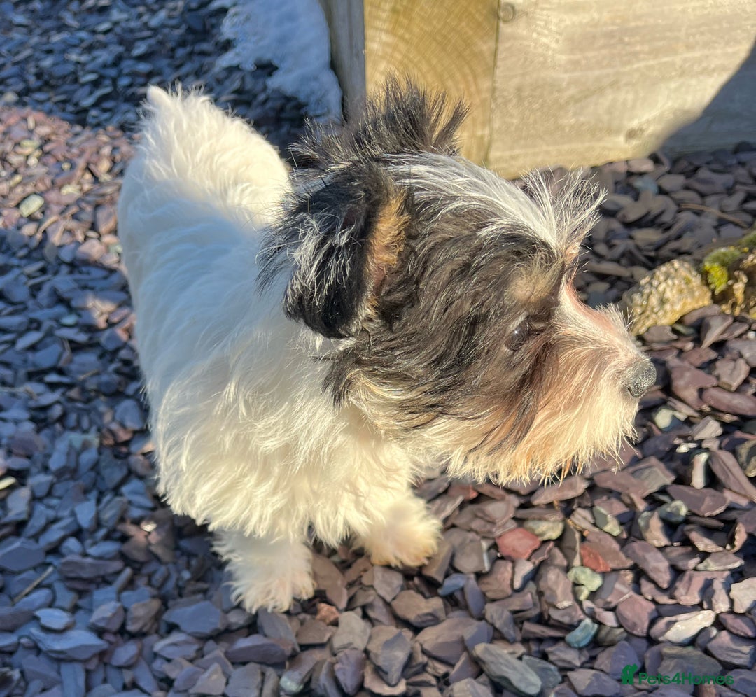 Jack Russell dogs for sale: Farm bred rough coated Jack Russell boy for sale - Advert 1