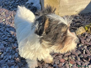 Jack Russell dogs Farm bred rough coated Jack Russell boy for sale - Advert 1