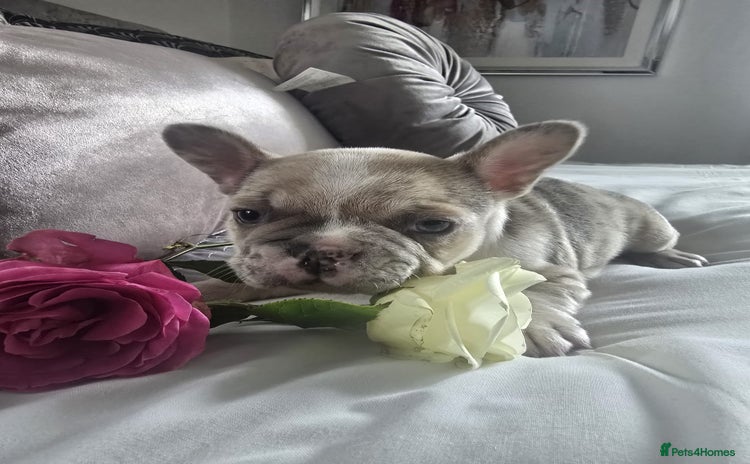French Bulldog dogs - Advert 13