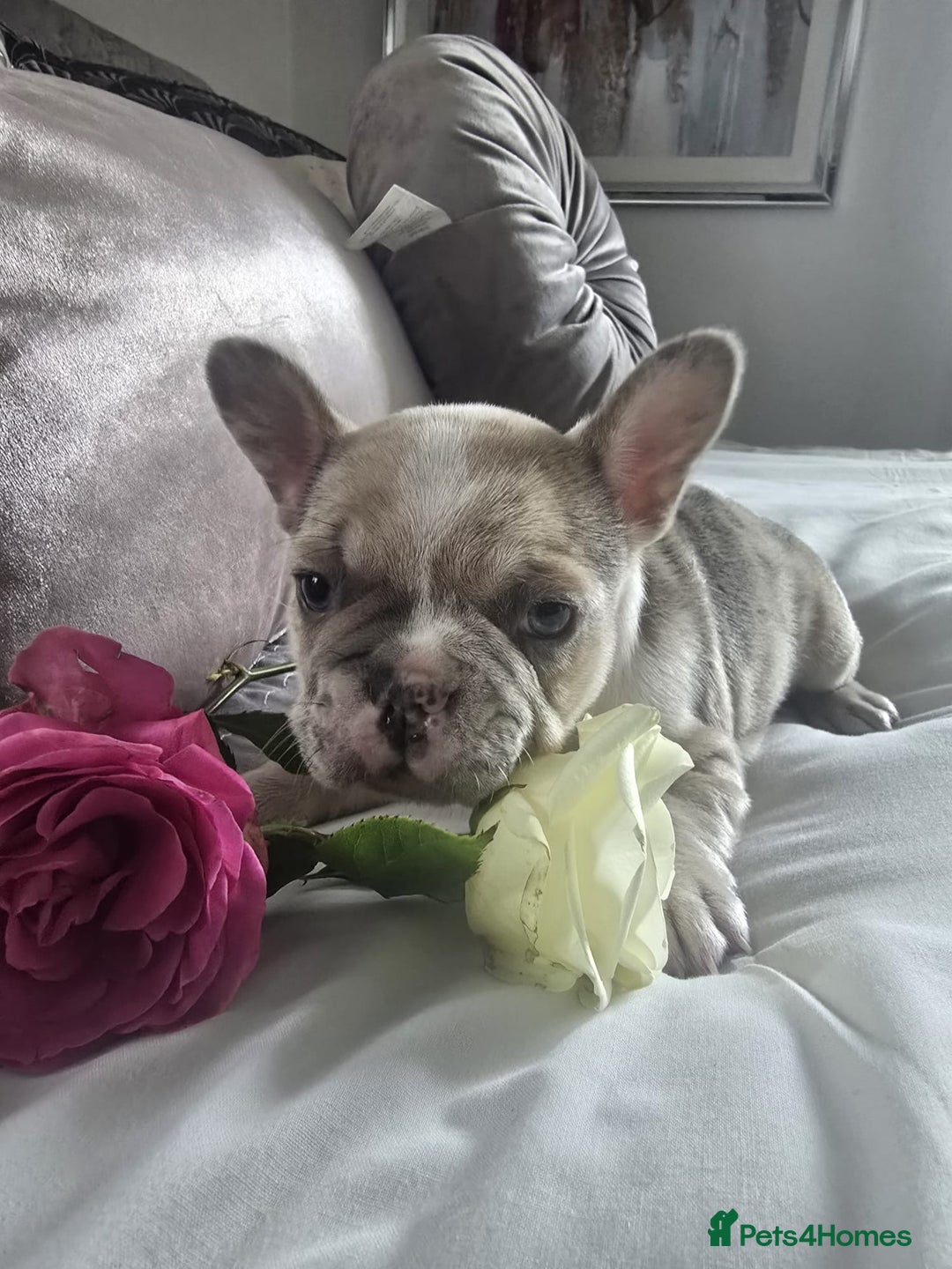 French Bulldog dogs for sale: French bulldog puppies  - Image 1