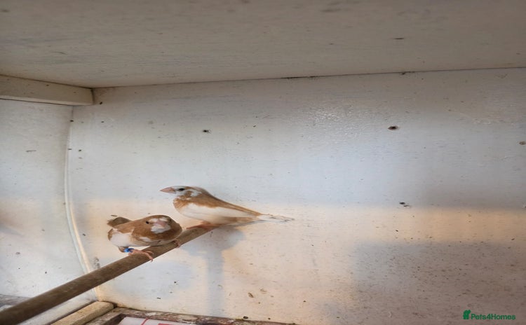 Finches birds - Advert 1