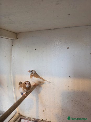 Finches birds - Advert 15