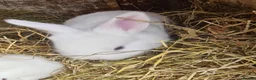 Mixed Breed rabbits for sale: Lop cross bunz - Advert 7