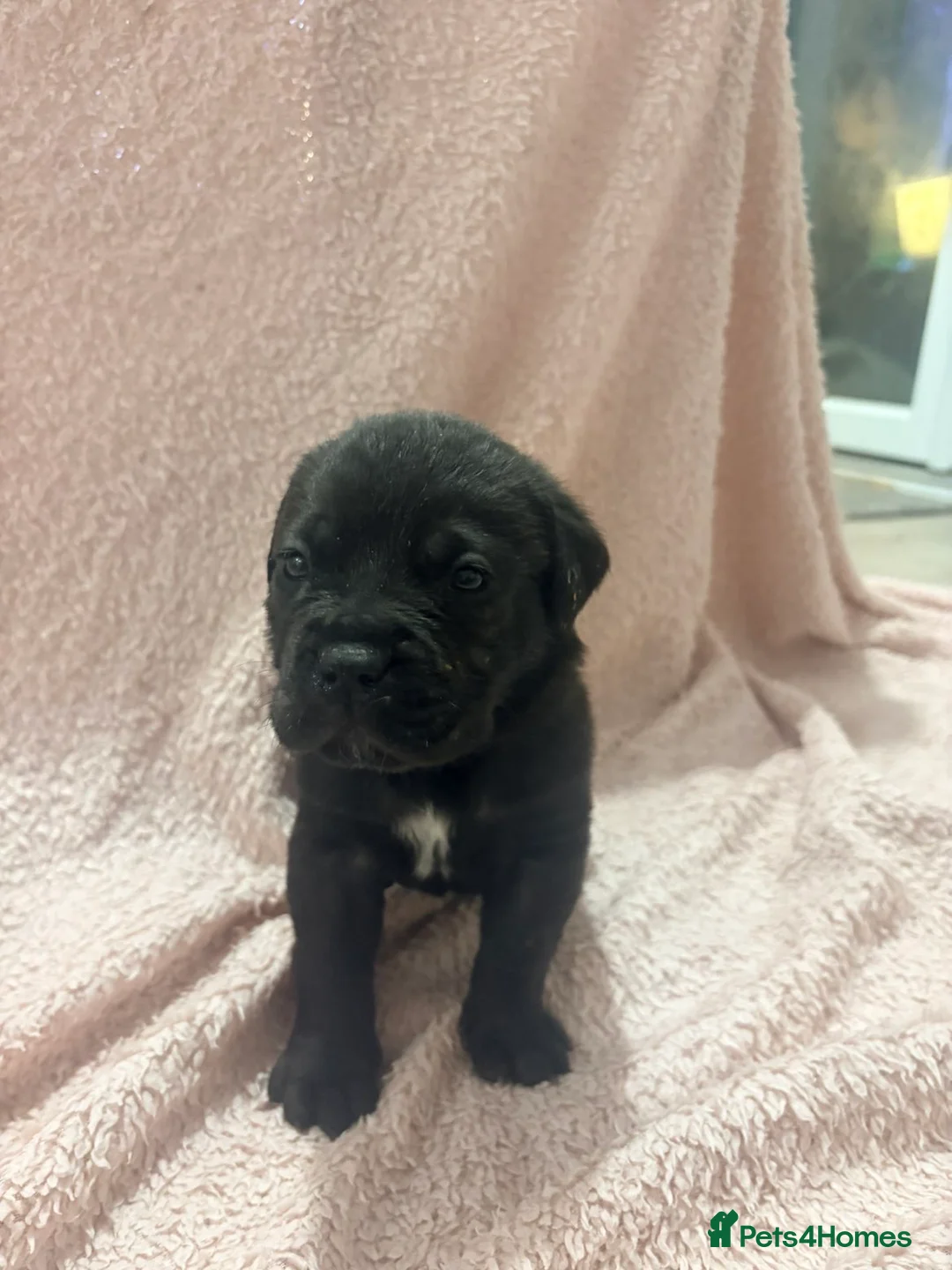 Cane Corso dogs for sale: 🏆 CHAMPION CANE CORSO PUPS 🏆/KC REGISTERED MERLE - Advert 8