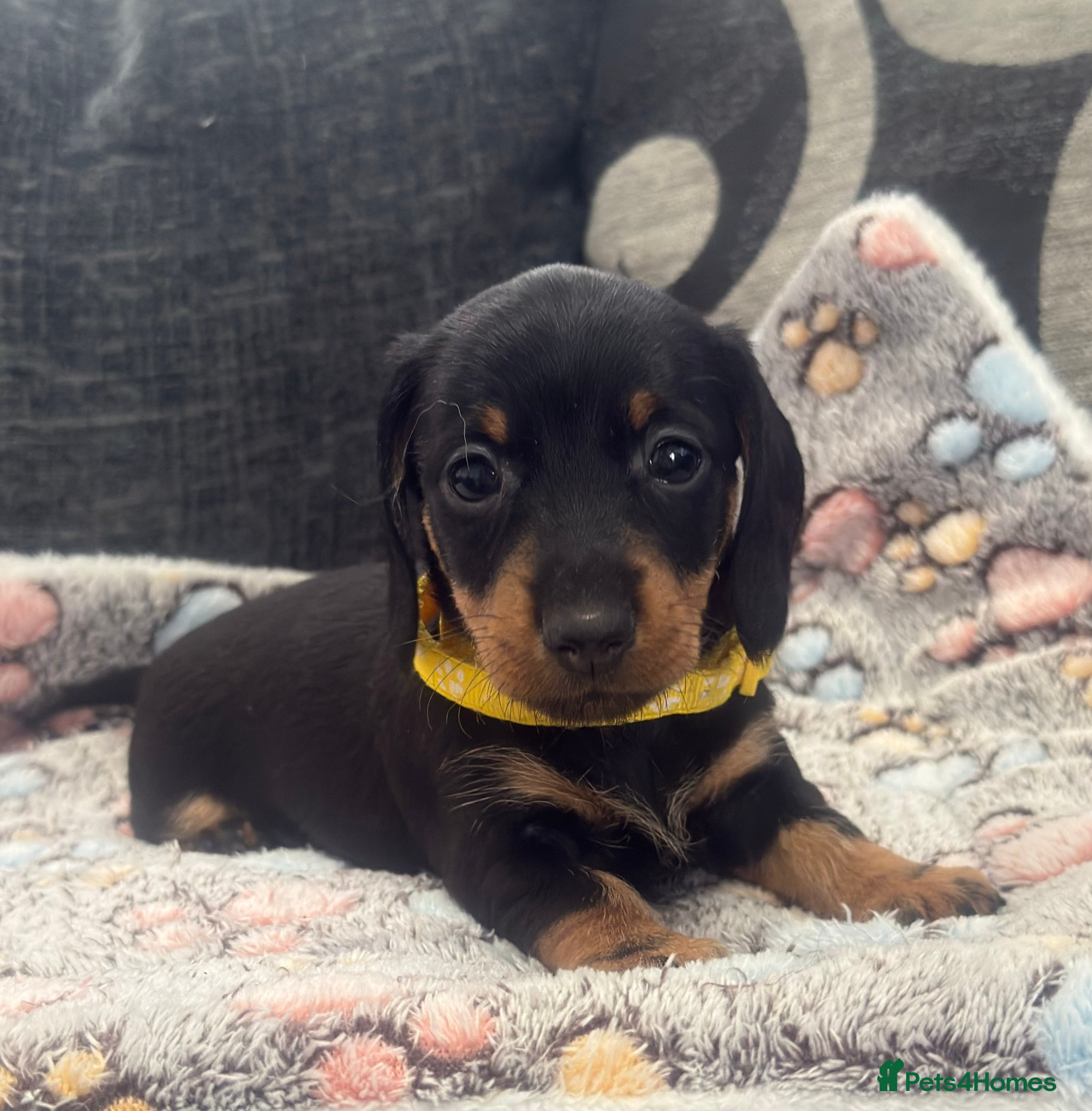 Miniature Dachshund dogs Wire haired puppies! Boys and girls - Advert 3