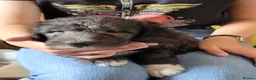Mixed Breed dogs for sale: Bedlington whippet puppies  in Chulmleigh - Advert 19