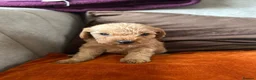 Mixed Breed dogs for sale: 4 beautiful cocapoo/labradoodle girls in Selby - Advert 7