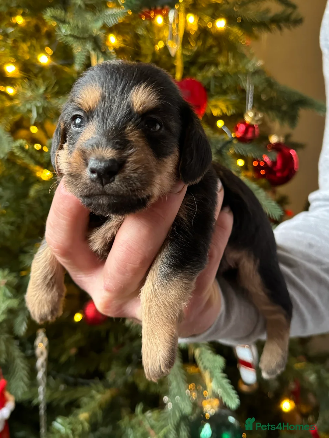Norfolk Terrier dogs for stud: 3/4 Norfolk x 1/4 Jack Russell proven stud in Burton-on-Trent - Advert 29
