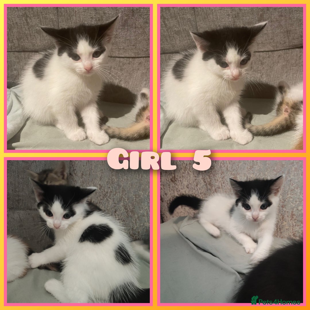 Mixed Breed cats for sale: 8 cute kittens for sale - 5 boys, 3 girls  - Image 6