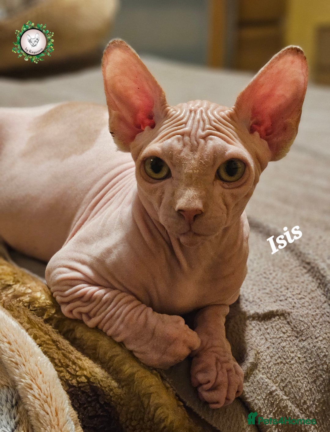 Sphynx cats for sale: Adorable Canadian Sphynx – Champion line - Advert 36