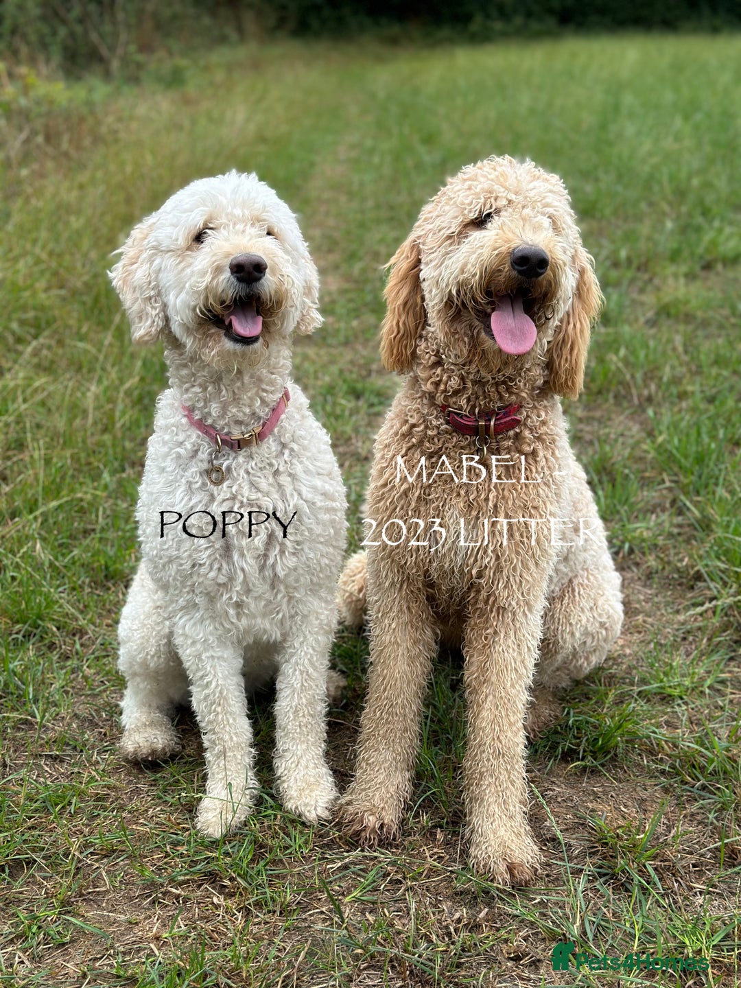 Goldendoodle dogs for sale: Golden Double Doodles - Image 6