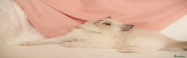 Pearla