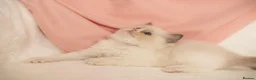 Ragdoll cats for sale: Elite TICA Kittens – Champion Bloodlines - Advert 29
