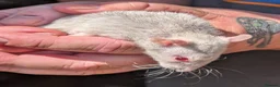 Rat rodents for sale: 8 male Rex rats for sale  - Advert 9