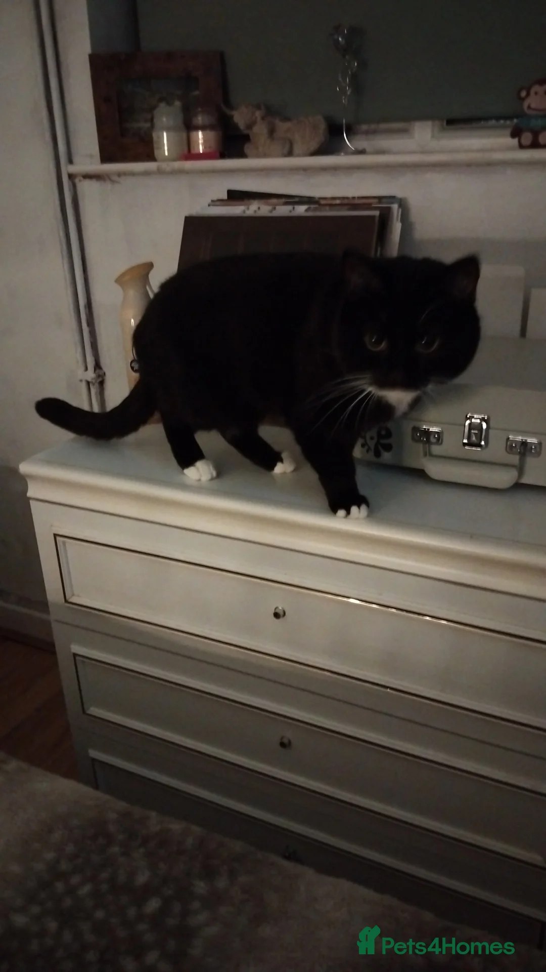 Mixed Breed cats for sale: Two Gorgeous Male house cats - Advert 2